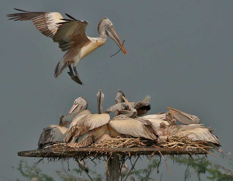 Uppalapadu birds' protection Centre Birds Protection Centre